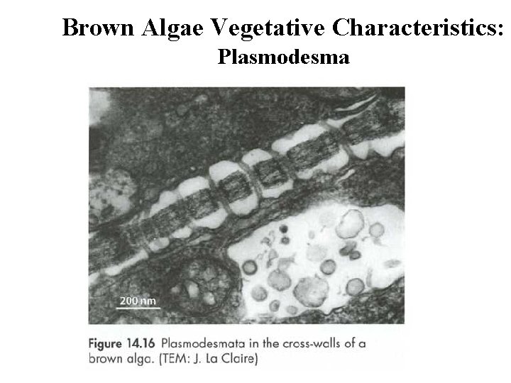 Brown Algae Vegetative Characteristics: Plasmodesma 