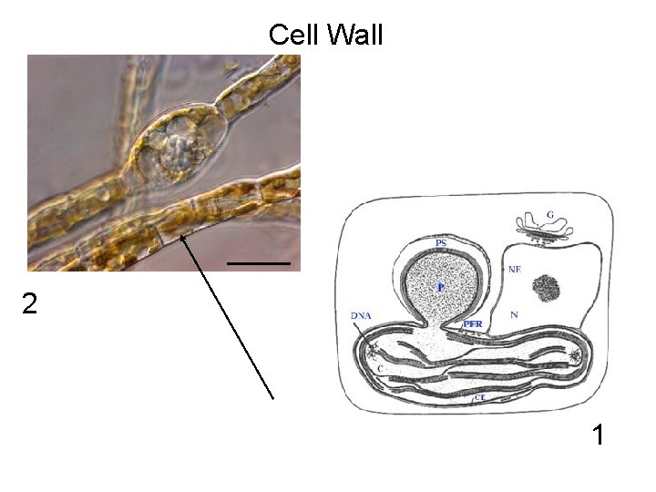 Cell Wall 2 1 