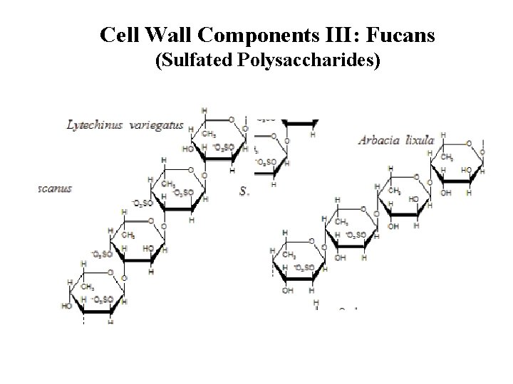 Cell Wall Components III: Fucans (Sulfated Polysaccharides) 
