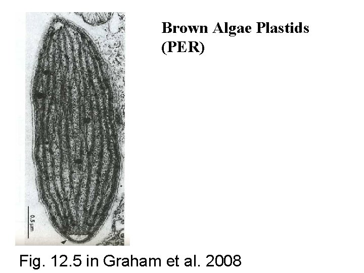 Brown Algae Plastids (PER) Fig. 12. 5 in Graham et al. 2008 