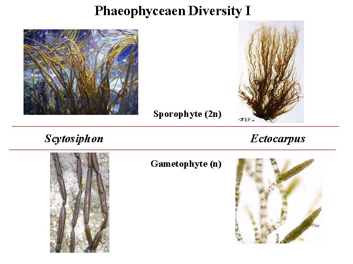 Phaeophyceaen Diversity I Sporophyte (2 n) Scytosiphon Ectocarpus Gametophyte (n) 