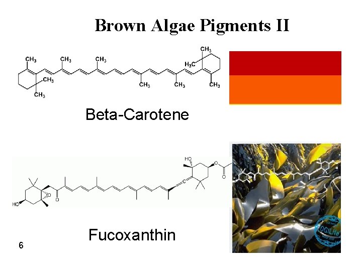 Brown Algae Pigments II Beta-Carotene 6 Fucoxanthin 