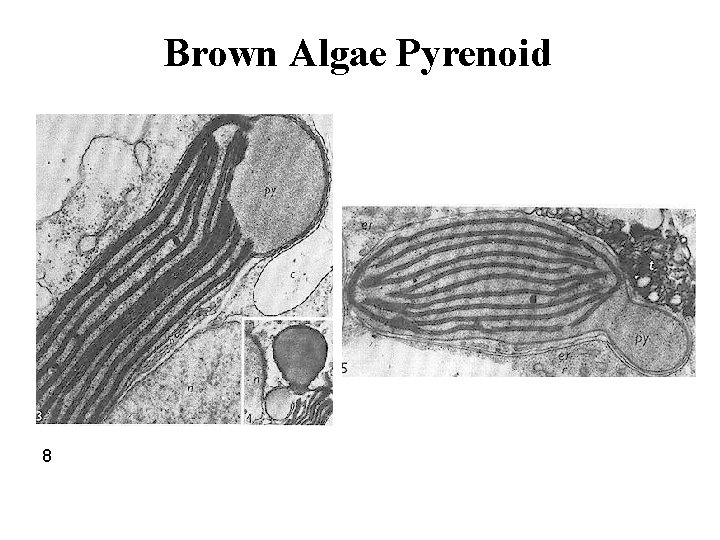 Brown Algae Pyrenoid 8 