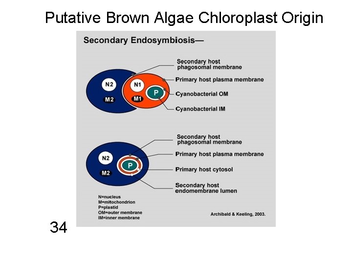 Putative Brown Algae Chloroplast Origin 34 
