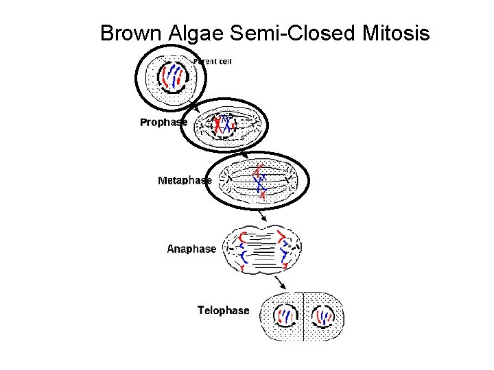 Brown Algae Semi-Closed Mitosis 