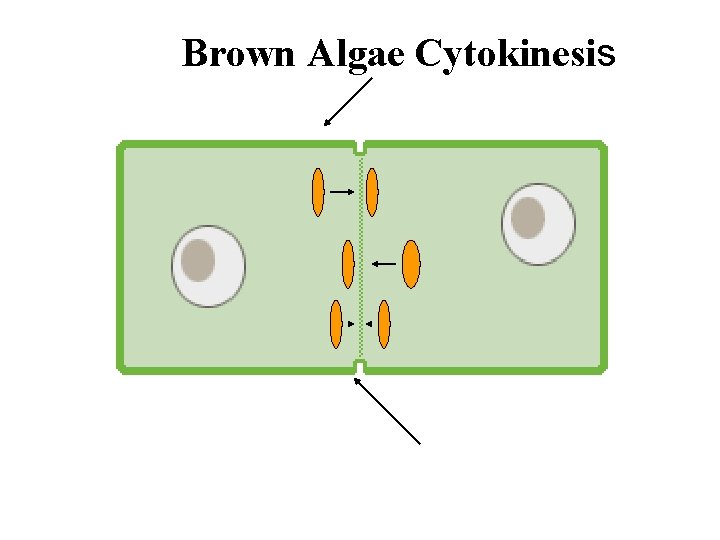 Brown Algae Cytokinesis 