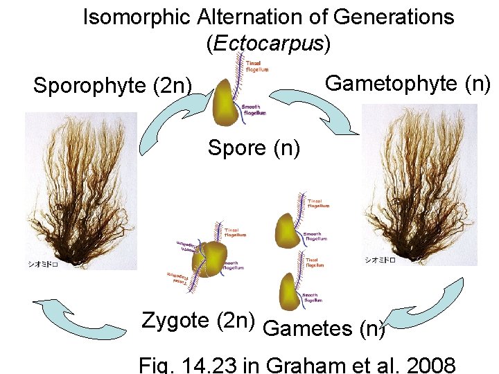 Isomorphic Alternation of Generations (Ectocarpus) Gametophyte (n) Sporophyte (2 n) Spore (n) Zygote (2