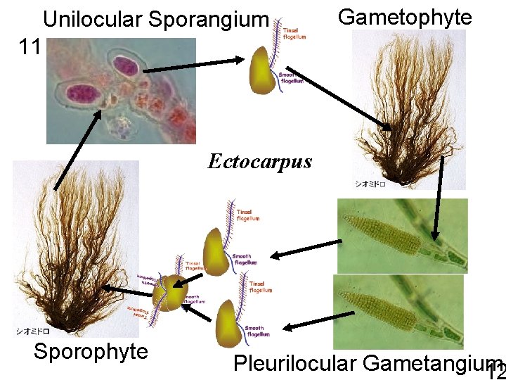 Unilocular Sporangium 11 Gametophyte Ectocarpus Sporophyte Pleurilocular Gametangium 12 