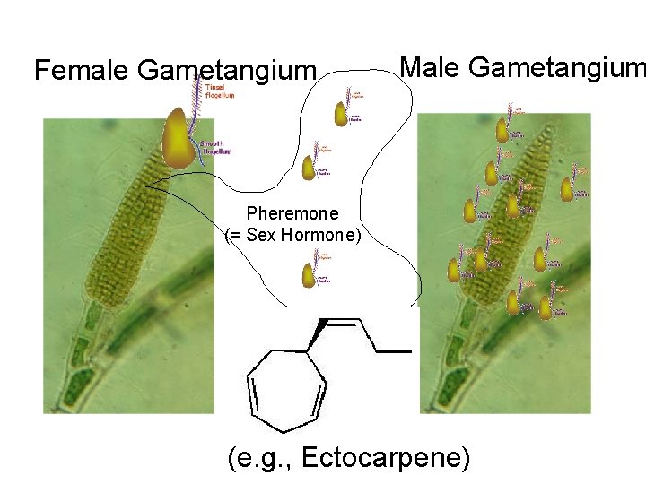 Female Gametangium Male Gametangium Pheremone (= Sex Hormone) (e. g. , Ectocarpene) 