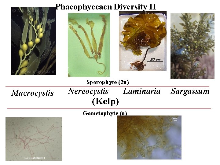 Phaeophyceaen Diversity II Sporophyte (2 n) Macrocystis Nereocystis (Kelp) Laminaria Gametophyte (n) Sargassum 