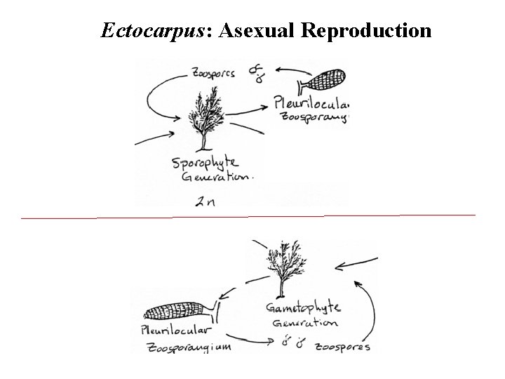 Ectocarpus: Asexual Reproduction 