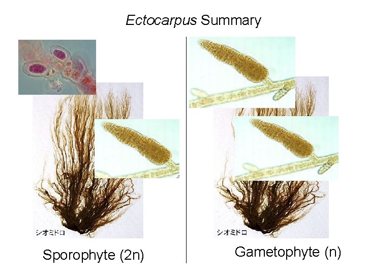 Ectocarpus Summary Sporophyte (2 n) Gametophyte (n) 