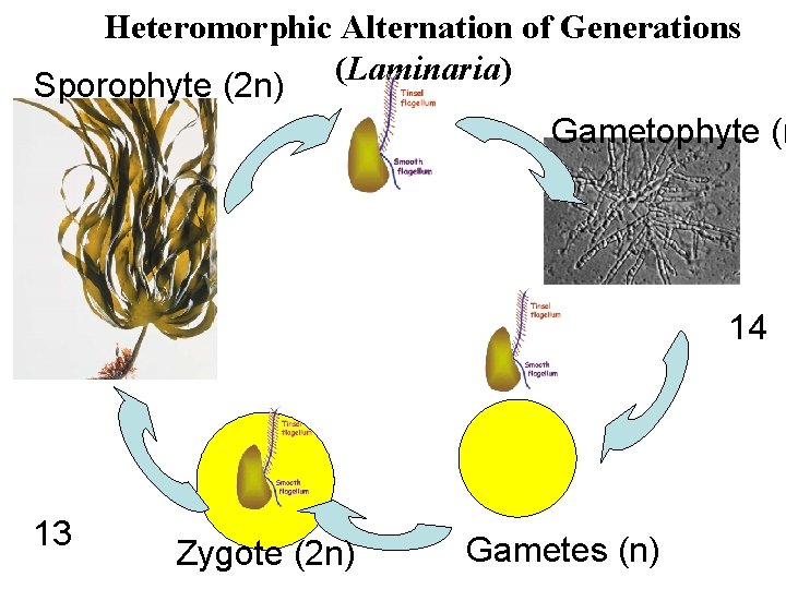 Heteromorphic Alternation of Generations (Laminaria) Sporophyte (2 n) Gametophyte (n 14 13 Zygote (2