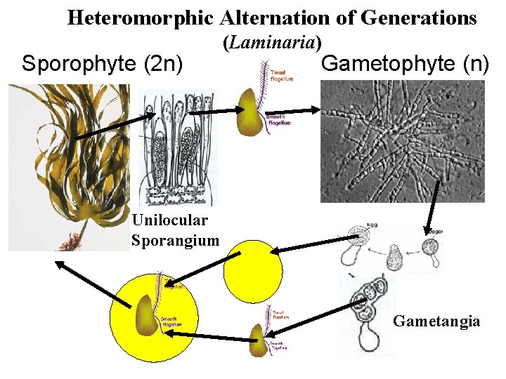 Heteromorphic Alternation of Generations Sporophyte (2 n) (Laminaria) Gametophyte (n) Unilocular Sporangium Gametangia 