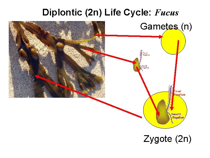 Diplontic (2 n) Life Cycle: Fucus Gametes (n) Zygote (2 n) 