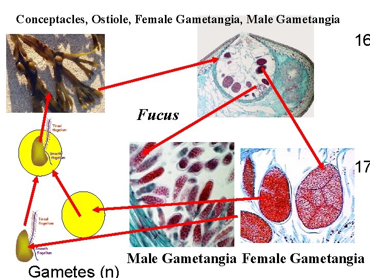 Conceptacles, Ostiole, Female Gametangia, Male Gametangia 16 Fucus 17 Gametes (n) Male Gametangia Female
