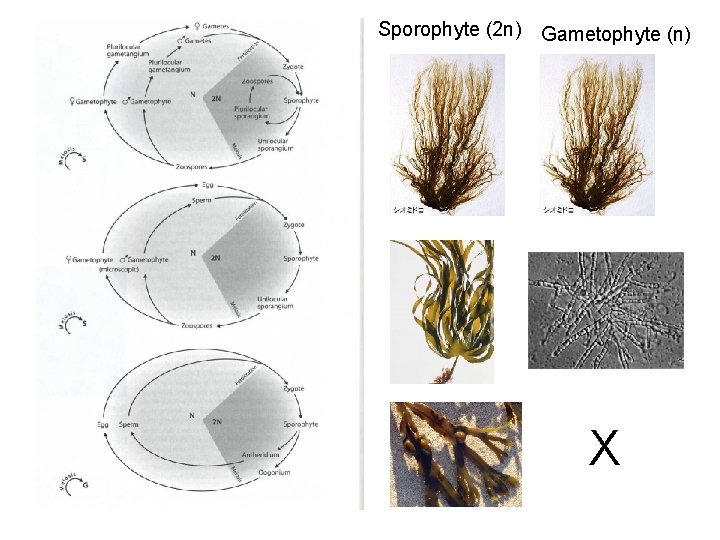 Sporophyte (2 n) Gametophyte (n) X 