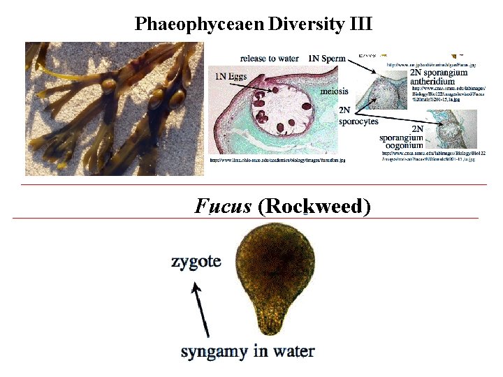 Phaeophyceaen Diversity III Fucus (Rockweed) 