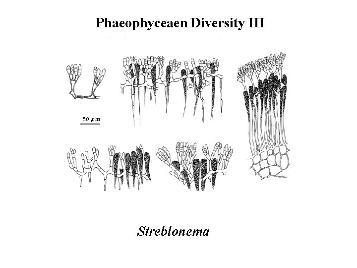 Phaeophyceaen Diversity III Streblonema 