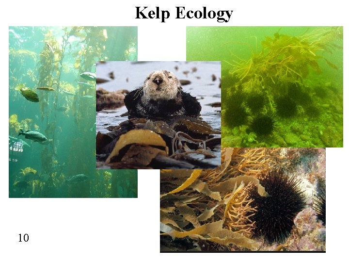 Kelp Ecology 10 