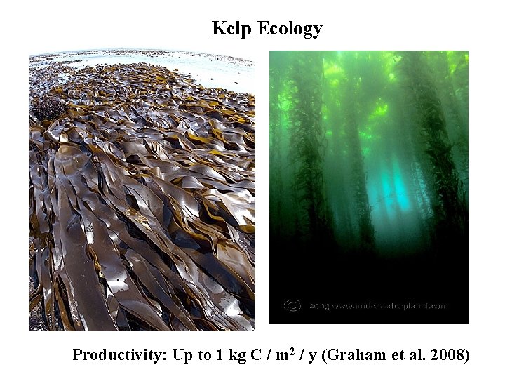 Kelp Ecology Productivity: Up to 1 kg C / m 2 / y (Graham