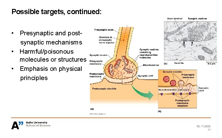 Possible targets, continued: • Presynaptic and postsynaptic mechanisms • Harmful/poisonous molecules or structures •