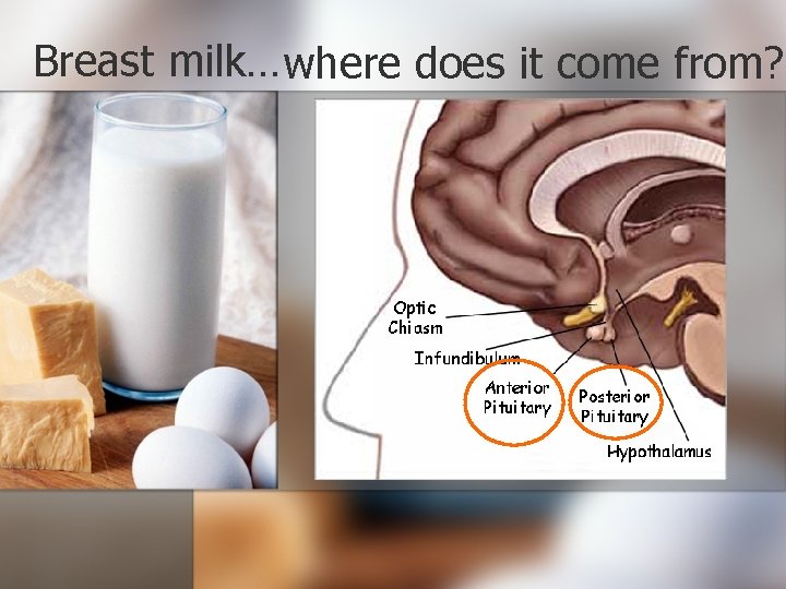 Breast milk…where does it come from? 