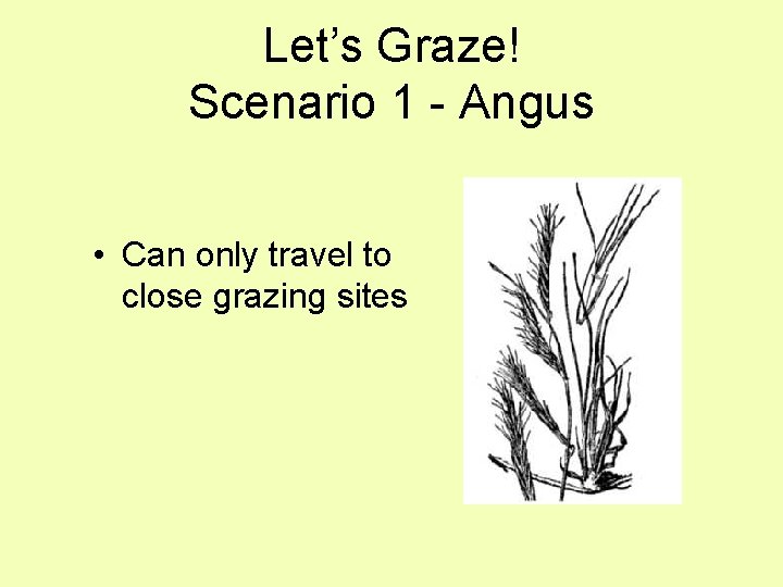 Let’s Graze! Scenario 1 - Angus • Can only travel to close grazing sites