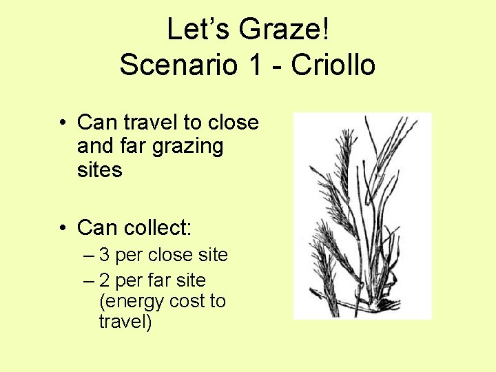 Let’s Graze! Scenario 1 - Criollo • Can travel to close and far grazing