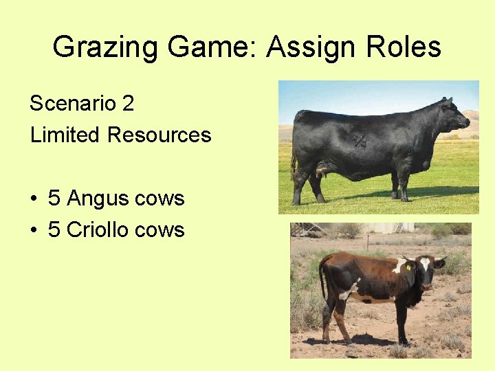 Grazing Game: Assign Roles Scenario 2 Limited Resources • 5 Angus cows • 5