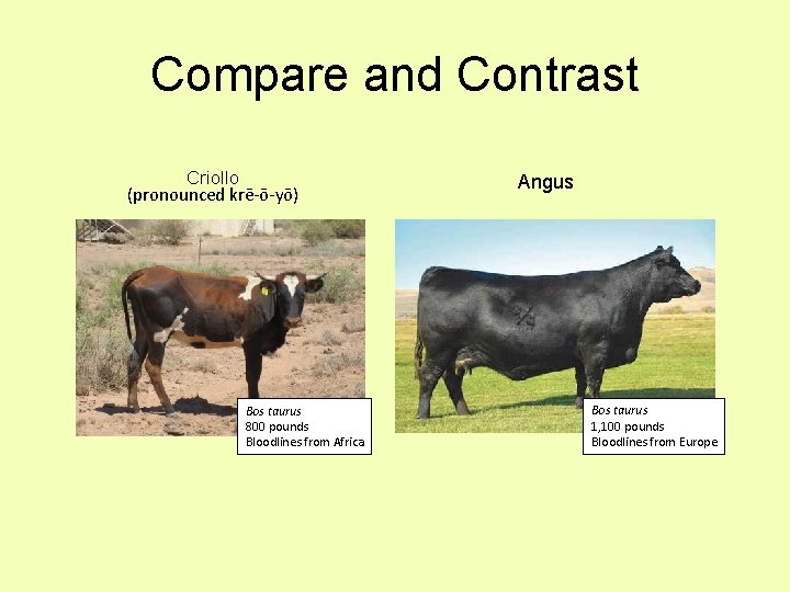 Compare and Contrast Criollo (pronounced krē-ō-yō) Bos taurus 800 pounds Bloodlines from Africa Angus