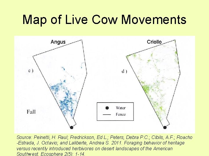 Map of Live Cow Movements Angus Criollo Source: Peinetti, H. Raul; Fredrickson, Ed L.