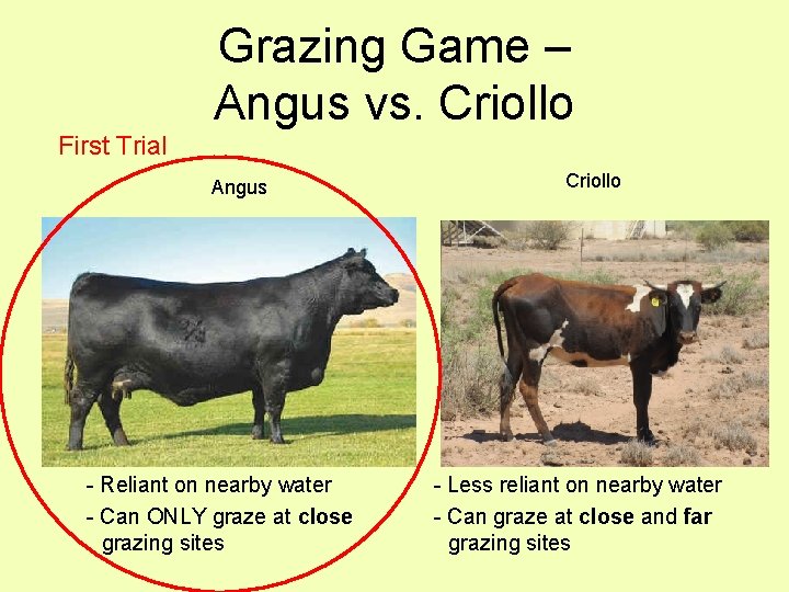 Grazing Game – Angus vs. Criollo First Trial Angus - Reliant on nearby water