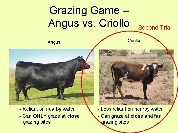 Grazing Game – Angus vs. Criollo Angus - Reliant on nearby water - Can