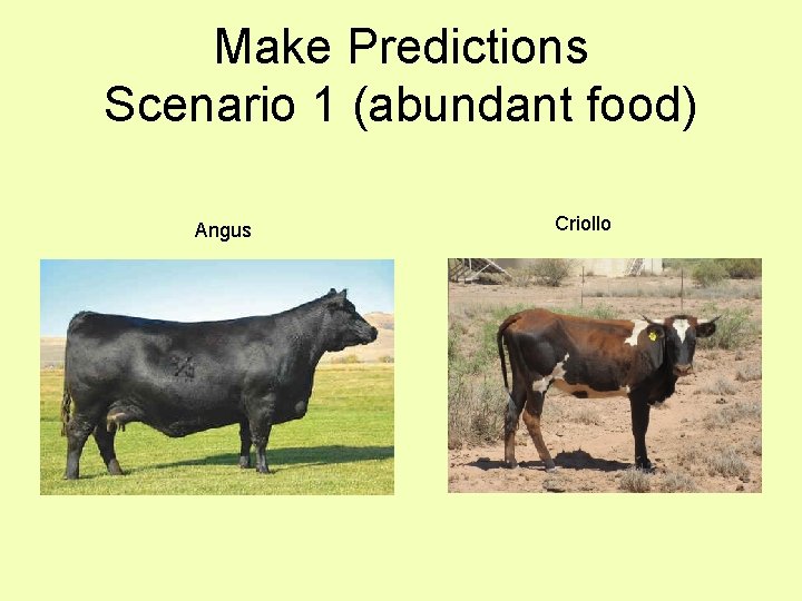 Make Predictions Scenario 1 (abundant food) Angus Criollo 