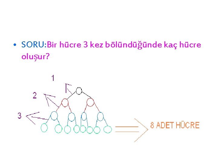  • SORU: Bir hücre 3 kez bölündüğünde kaç hücre oluşur? 