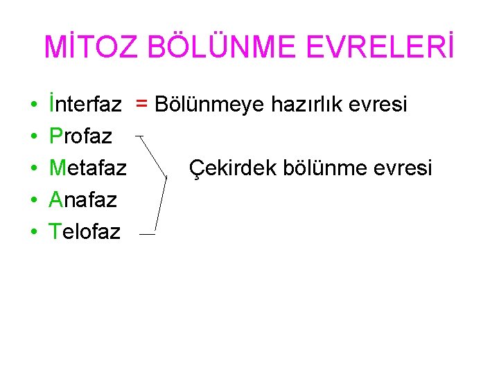 MİTOZ BÖLÜNME EVRELERİ • • • İnterfaz = Bölünmeye hazırlık evresi Profaz Metafaz Çekirdek