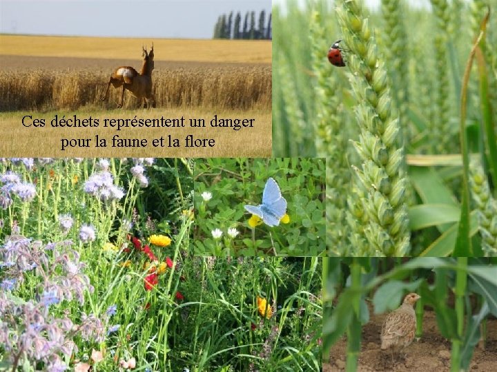 Ces déchets représentent un danger pour la faune et la flore 