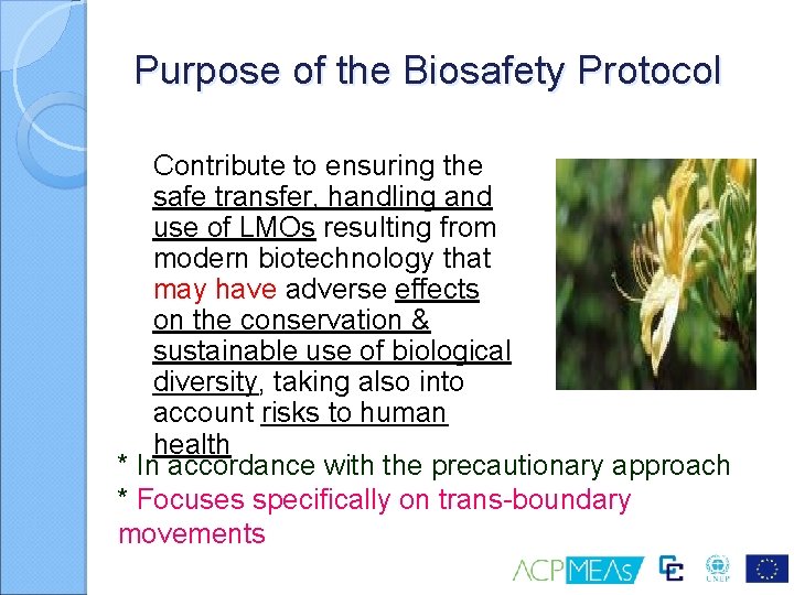 Purpose of the Biosafety Protocol Contribute to ensuring the safe transfer, handling and use