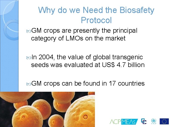 Why do we Need the Biosafety Protocol GM crops are presently the principal category