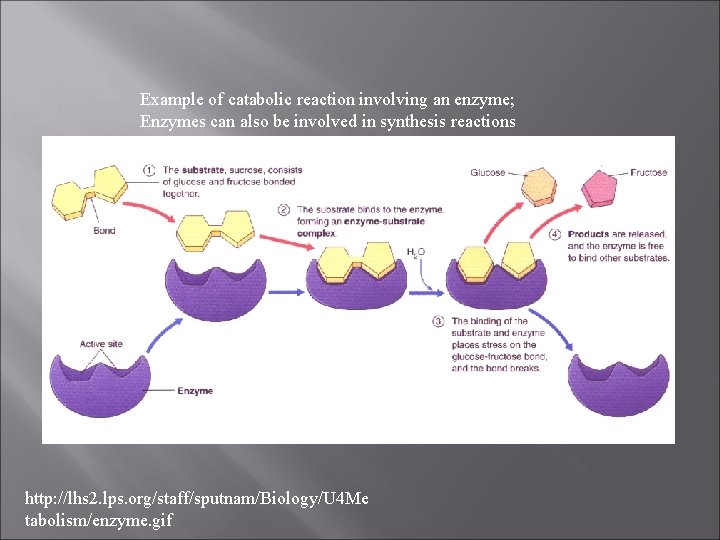 Example of catabolic reaction involving an enzyme; Enzymes can also be involved in synthesis