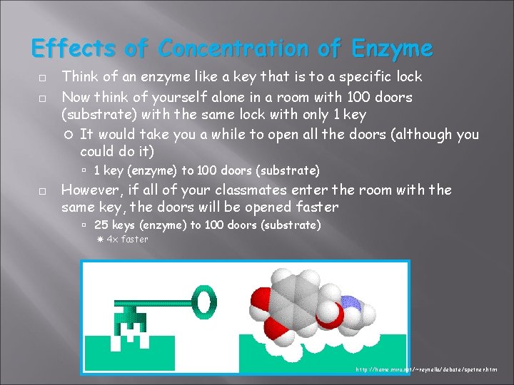 Effects of Concentration of Enzyme Think of an enzyme like a key that is