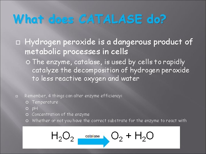What does CATALASE do? Hydrogen peroxide is a dangerous product of metabolic processes in