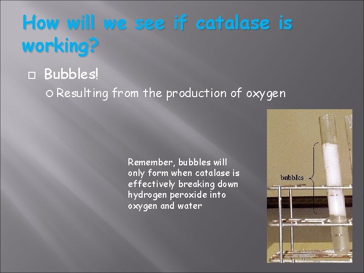 How will we see if catalase is working? Bubbles! Resulting from the production of