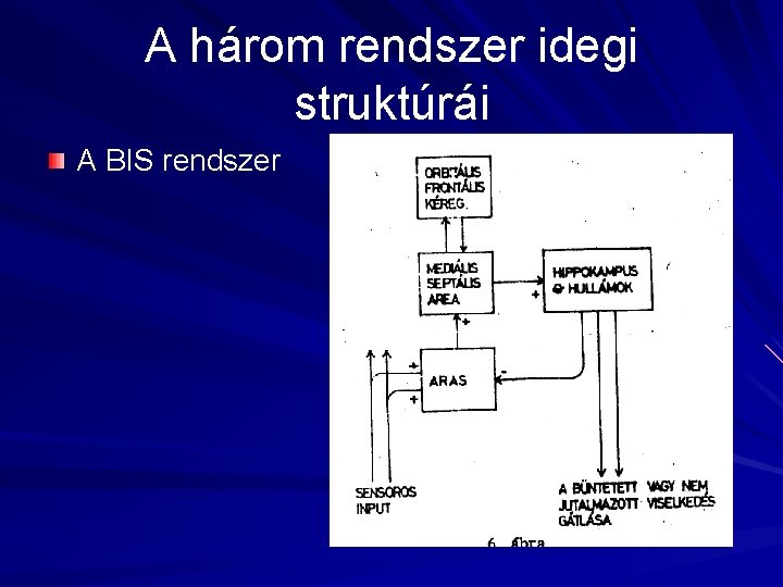 A három rendszer idegi struktúrái A BIS rendszer 