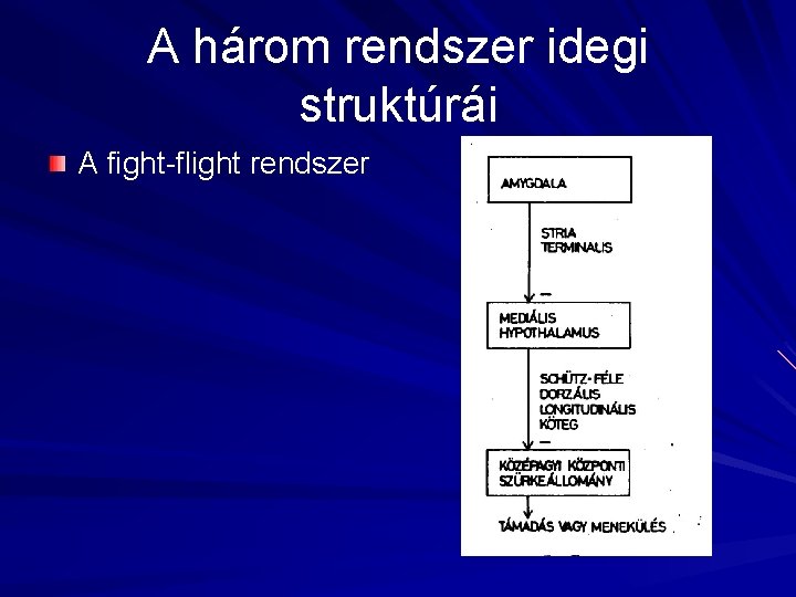 A három rendszer idegi struktúrái A fight-flight rendszer 