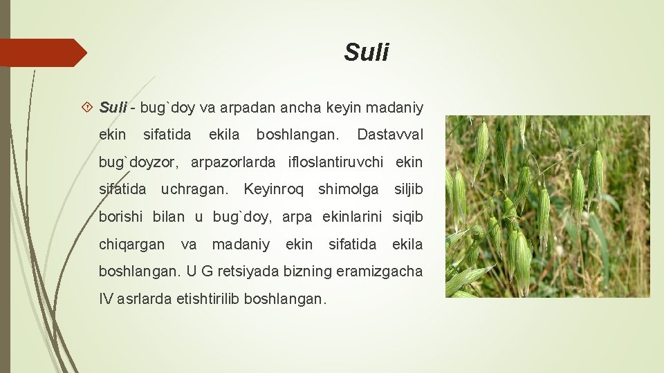 Suli - bug`doy va arpadan ancha kеyin madaniy ekin sifatida ekila boshlangan. Dastavval bug`doyzor,