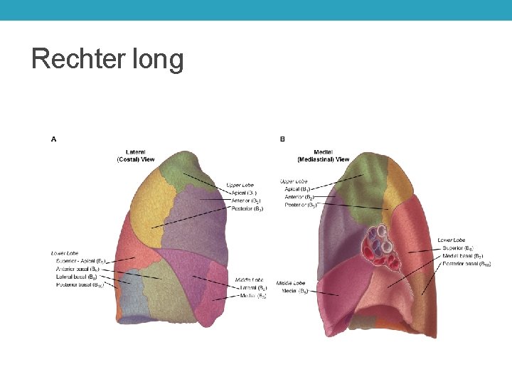 Rechter long 