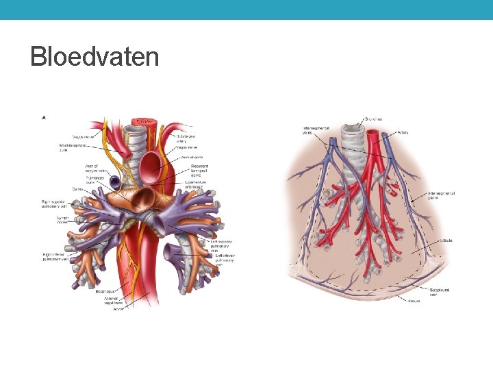 Bloedvaten 