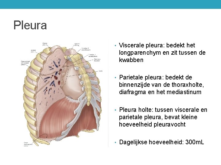 Pleura • Viscerale pleura: bedekt het longparenchym en zit tussen de kwabben • Parietale